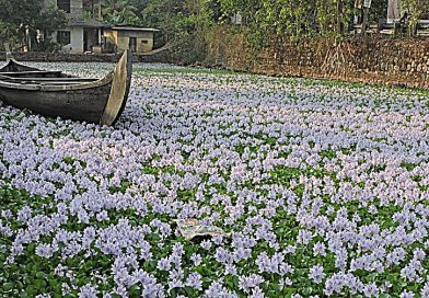 Water hyacinths can choke out the underwater ecosystem below