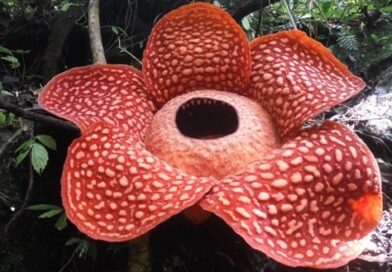 World’s largest flower on brink of extinction