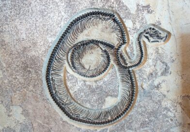 Scientists discover 47 million year old fossil of world’s ‘largest snake’
