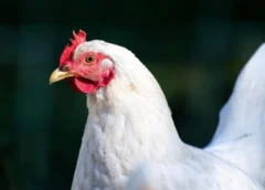 Food, energy push SPI up 4.7% YoY